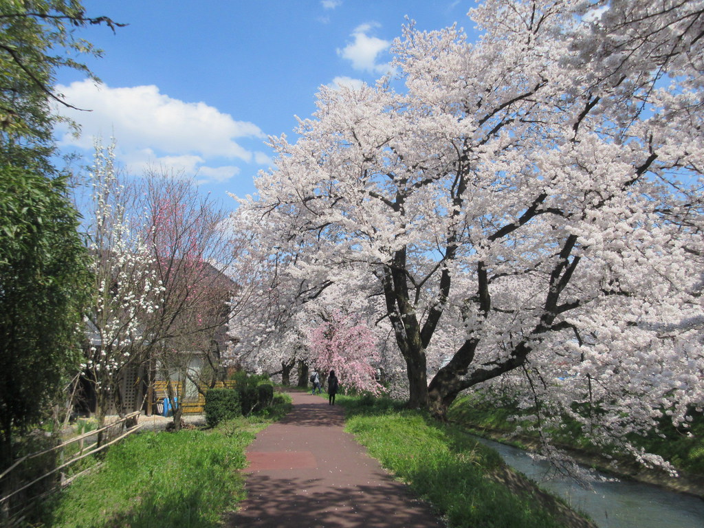 beautiful_sakura_tree_by_river